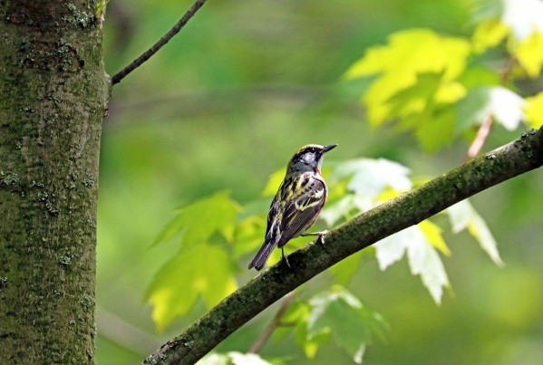 Distinctive Chestnut Sided Warbler by Deb Oppermann